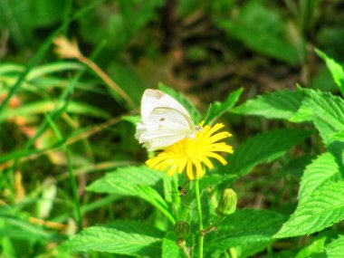 Sonbaharda bir çiçekte Brimstone Kelebeği (Gonepteryx rhamni)