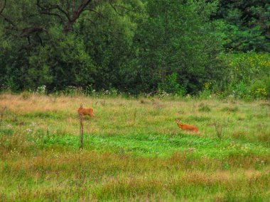 Avrupa yumurtası geyiği yeşil bir yaz çayırında doğal doğada