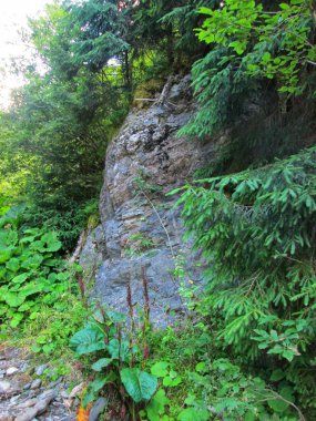 Yoğun orman ve yemyeşil ağaçlarla çevrili çarpıcı bir kaya oluşumu.