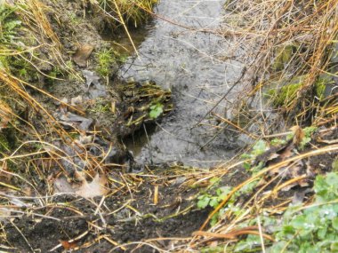 Kristal berraklığında kaynak suyu, doğal bir dereden akar.