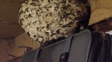 Eski bir ahırın tavanında büyük bir eşekarısı yuvası asılı.