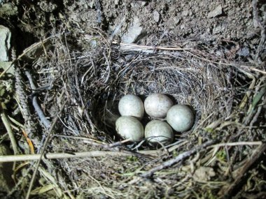 Akşam ışığında yumurtaları olan bir kuş yuvası.