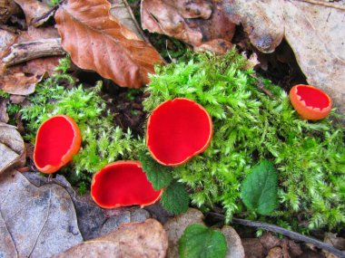 Yosun dolu bir ormanda canlı kırmızı elf fincanı mantarları.