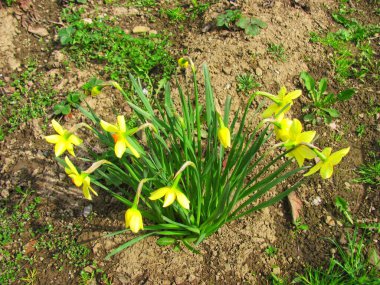 Canlı sarı nergis çiçeği, baharın yenilenmesini simgeliyor.