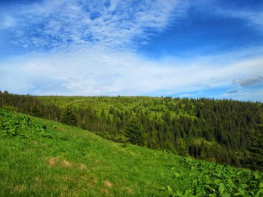 Dağ manzaralı yemyeşil çayır