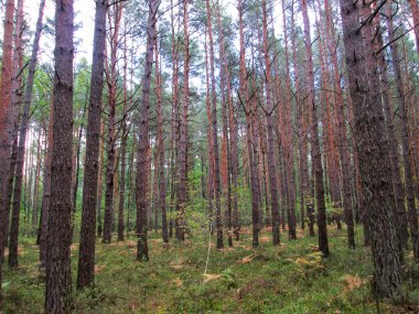 Sonbaharda huzurlu çam ormanı sahnesi