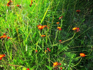Canlı bir turuncu atmaca çiçeği tarlası tamamen çiçek açmış.