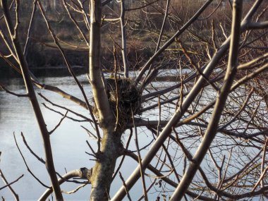 Sonbaharda nehrin kıyısındaki ağaçta boş bir kuş yuvası.