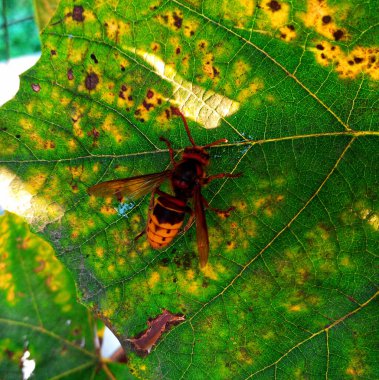 Sonbaharda asma yaprağına tünemiş bir eşek arısı.