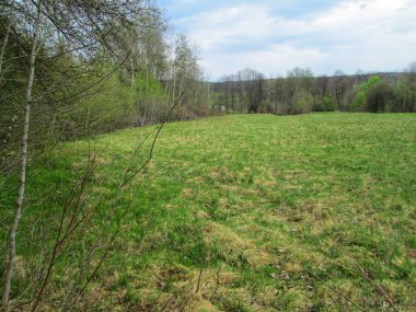 Yeşil bir çayırda huzurlu bir yürüyüş