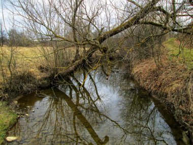 Vahşi bir doğal ortamda sakin bir bahar nehri sahnesi.