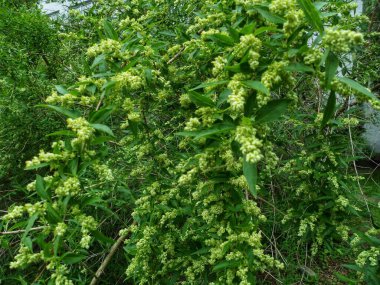 Bahar ormanında açan güzel bir çalı