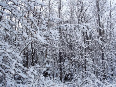 Taze beyaz karla kaplanmış sakin bir orman, kışın sessiz güzelliğini gözler önüne seriyor.