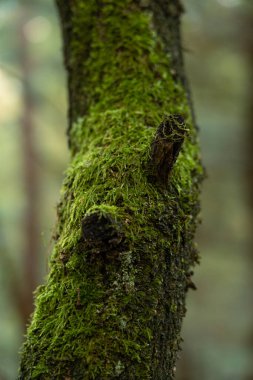tree trunk covered with moss in the forrest during fall