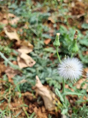 Yeşil çimenlikteki karahindiba beyaz çiçekleri. Yüksek kalite fotoğraf