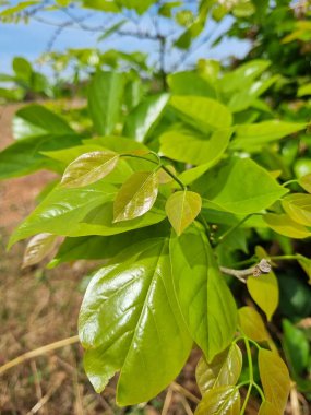 bahçe arka planında yeşil yapraklar