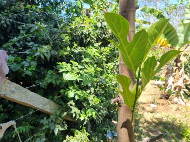 Ağaçtan yeni yapraklar