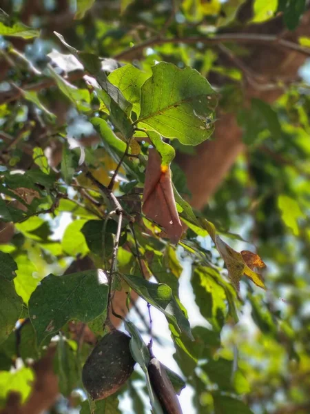 Зелене Листя Деревом — стокове фото
