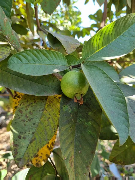 グアバの木の上に熱帯フルーツグアバを熟す プシディウム グアハヴァ — ストック写真