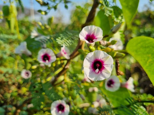Kümelenmiş Sabah Görkemi Hindistan Çiçekler — Stok fotoğraf