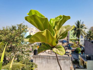 Yeşil yapraklı bir ağaç ve arkasında mavi bir gökyüzü.