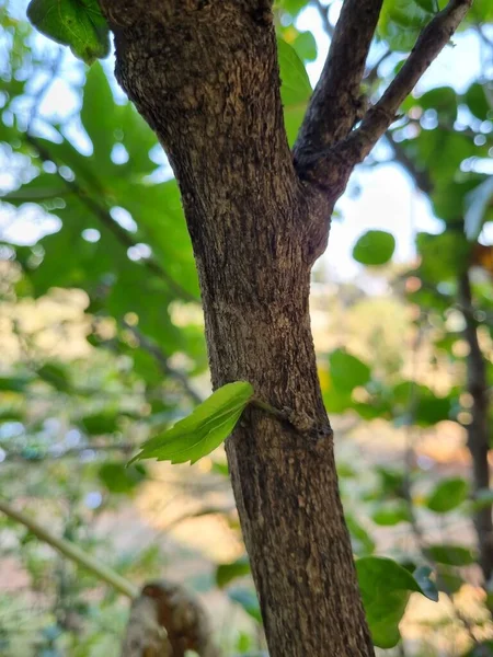 Рослина Помаранчевими Квітами Зеленим Листям Задньому Плані — стокове фото