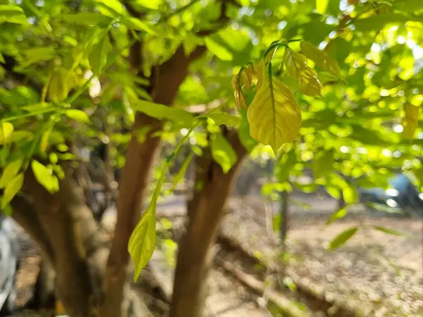 Ein Baum Mit Grünen Blättern Und Einem Zaun Hintergrund — Stockfoto