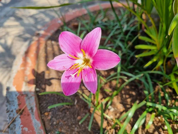 A pink flower with a yellow center and a green plant in the background.