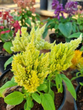 Bahçedeki güzel sarı selezya