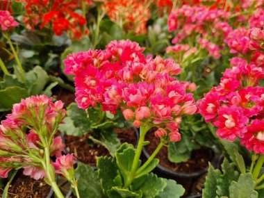 Kolanchoe 'nun Güzel Çiçekleri