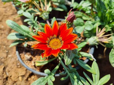 Papatya çiçekleri. Oxeye papatya, Leucanthemum vulgare, Papatya, Dox-eye, Common papatya, Dog papatya, Moon papatya. Bahçe konsepti
