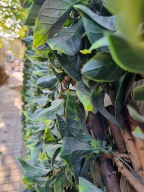 Doğa arka planı için duvarda yapay dikey yeşil bahçe süslemesi.