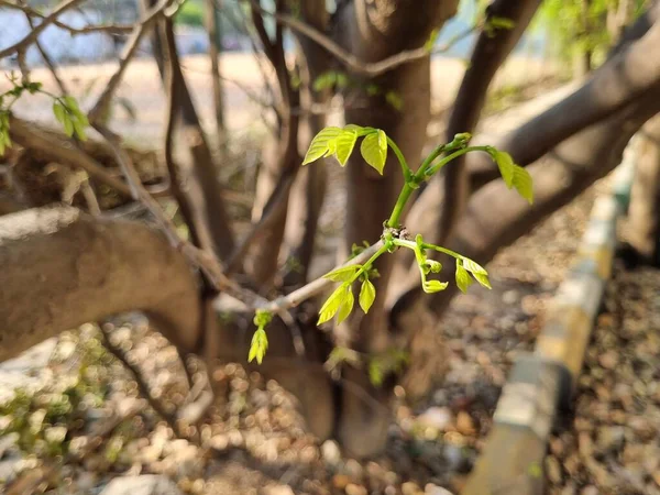 Frische Neue Blätter Vom Baum Millettia Peguensis — Stockfoto