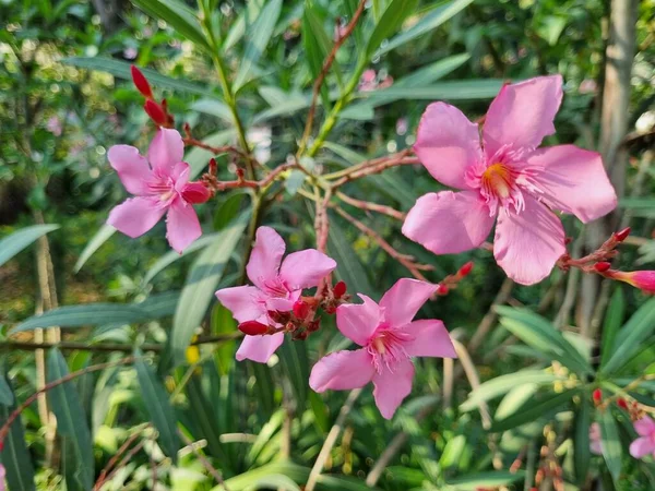 Квітучі Рожеві Квіти Олеандр Або Нуріум Саду Вибірковий Фокус — стокове фото