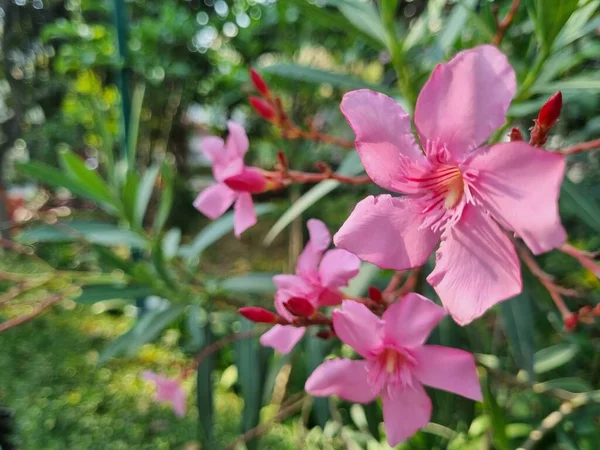 Ανθισμένα Ροζ Άνθη Πικροδάφνης Nerium Στον Κήπο Επιλεκτική Εστίαση — Φωτογραφία Αρχείου