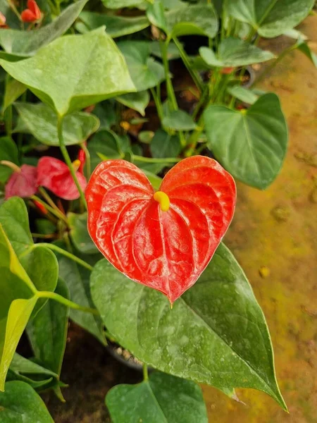 Espata Cartilaginosa Color Rojo Brillante Con Espádice Amarillo Cerca Anthurium — Foto de Stock