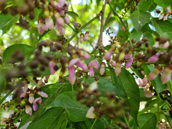 Pongamia pinata, Pungam ağacı, çiçekli Hindistan plaj ağacı.