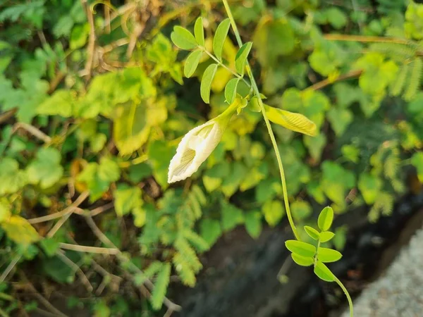 Красива Біла Квітка Рослині — стокове фото