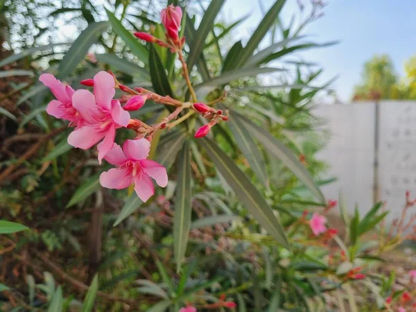 Hermosa Flor Rosa Planta — Foto de Stock