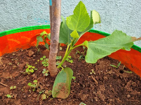 stock image Fig tree sprouts and green figs in spring sunny weather, close-up blurred background