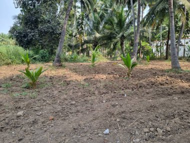 Hindistan cevizi fideleri, Hindistan cevizi çiftliğine ekilmiş.