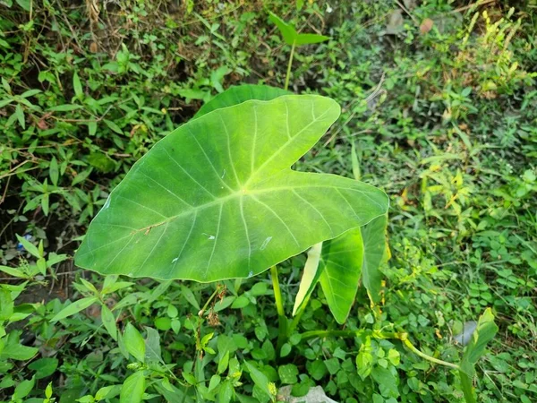 大きなハート型をした大きな緑の葉を持つ大きな緑の葉 — ストック写真