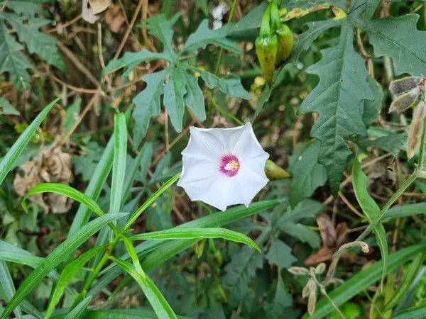 Ένα Λευκό Λουλούδι Ροζ Κέντρο Περιβάλλεται Από Πράσινα Φύλλα — Φωτογραφία Αρχείου