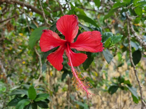 Czerwony Kwiat Czerwonym Środkiem Żółtymi Prętami — Zdjęcie stockowe