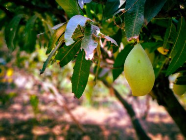 Hindistan, Tamilnadu 'da ağaçta asılı bir sürü yeşil mango var.