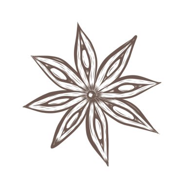 Yıldız anasonunun vektör çizimi. Elle çizilmiş mutfak bitkisi grafikleri. Vektör illüstrasyonu 10