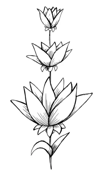 Croquis Dessiné Main Noir Blanc Feuilles Fleur Illustration Vecteur — Image vectorielle