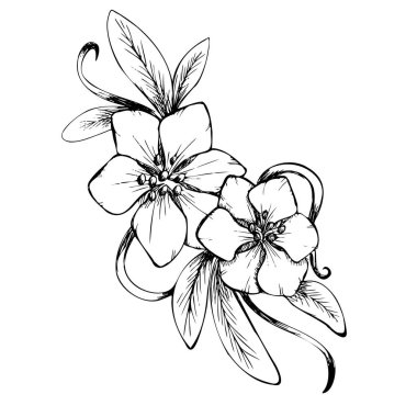 Çiçek çizimi el yazması çizim çizim çizim çizim vektörü 10