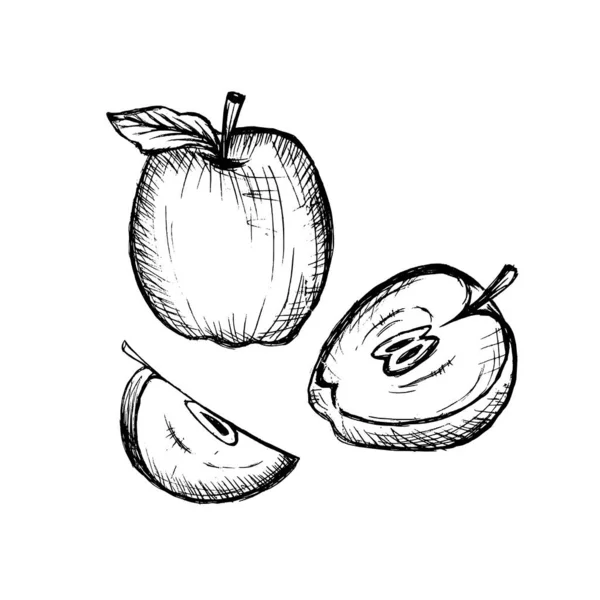 Sketsa Dan Ukiran Komposisi Apel Set Tangan Digambar Apel Ilustrasi - Stok Vektor