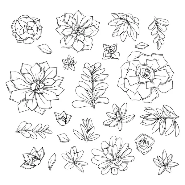 Ilustrace Šťavnatých Květin Grafický Dekorativní Prvek Černobílý Ilustrační Vektor — Stockový vektor